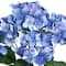 Blue Hydrangea Bush by Ashland&#xAE;